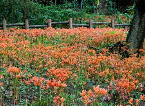 カタクリの山の斜面がオレンジ色に染まる ～三毳山のキツネノカミソリ