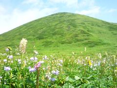 秋田駒ヶ岳登山　改新花の百名山　高山植物を求め