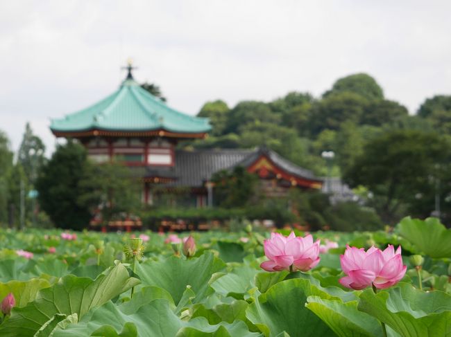 出勤前に早起きして、不忍池へ。<br /><br />蓮の花を撮りに行くのは諦めていたのですが、やっぱり行きたい・・・と急に思い立って行ってきました。<br />思い立ったら明日行きたい！って感じで、休みまで我慢ができなかったので、お得意の出勤前行動。<br /><br />しかも、旅行記を書くつもりではなかったので、本当に蓮の花の写真ばかりですが…。<br />書くつもりでなかったのに、やっぱり残しておきたくなり。。。