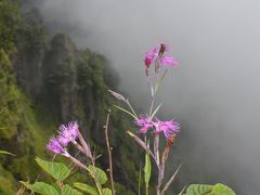 山の日“パワースポット”は高山植物がキラリ輝く!