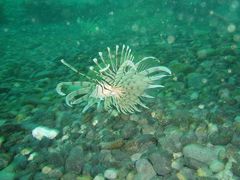 SCUBA DIVING in OMIJIMA