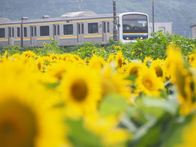 館山駅の近くに咲くひまわりを見て来ました。