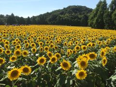 広島☆世羅高原農場のひまわり