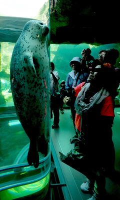 2016.7富良野・旭岳職員旅行7-旭川ラーメン村，旭山動物園1　きりん舎，あざらし館など