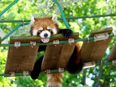 2016.7富良野・旭岳職員旅行8終-旭山動物園2　ほっきょくぐま館，ぺんぎん館，レッサーパンダ舎など，帰京