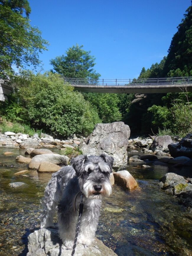 めざせキャンプ犬！<br />前回の奥琵琶湖でのタープ泊から2週間。<br />今度は天川村の渓流のそばで犬連れキャンプに挑戦です。<br />通常のサイトで、初めてのテント設営、BBQに焚き火‥ 出来るかな！？