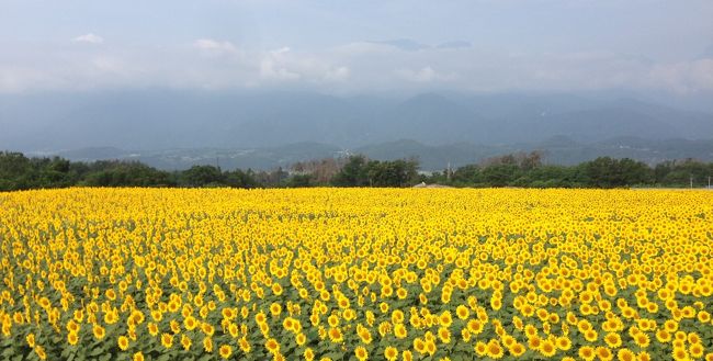 お盆時期に、なるべく渋滞を避られる避暑地ということで、八ヶ岳周辺に遊びに行くことにしました。<br />今回の旅行計画のポイントは、犬連れで行動可能なこと、遊んでリフレッシュした後に、受験生の息子が勉強できること。<br />清里から小淵沢、長野の原村周辺にかけては、ペット歓迎の施設が多く、涼しくて過ごしやすいので、のんびりとした夏の避暑旅行を楽しむことができました。