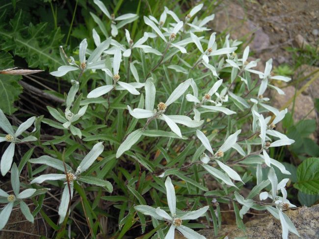 八方尾根、唐松岳は高山植物の宝庫で沢山写真を撮りました。<br />初めて見るものも有り、名前が分からない、はっきりしないものも有りますので御存知の方はお教え願えると幸いです。<br /><br />表紙の写真は八方の名前が付いた「ハッポウウスユキソウ」です。