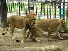 真夏のレッサーパンダ紀行【番外編】 桐生が岡動物園　若ライオンペアの導入と幻となったレッサーパンダ導入計画