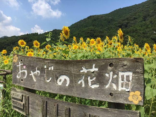 父の墓参りの後に必ず寄る清川村のショップが道の駅に代わってました。<br />近くにはおやじの花畑とひまわりが満開で素敵。<br />いつものお寿司屋さんから昨年オープンの平塚駅前多肉植物のお店mcramu（ムクラム）寄ってきました。<br />７月２８日発売の「平塚本」に掲載されてます。