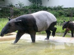 今年も朝から晩までナイトズーの多摩動物公園で10時間半（１）アジア圏その１：ママと一緒に泳ぎに励むマレーバクのコウくんや多摩では初めてのツキノワグマほか