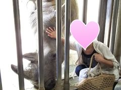 日本平動物園『サイさんさわらせてくだサイ』