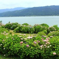 雨の奥琵琶湖へ　つづらおに宿泊～余呉湖アジサイ園の咲きっぷりはまばらだった...