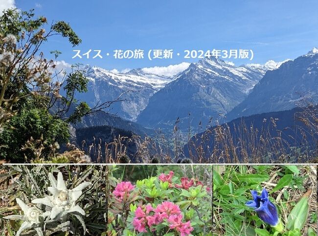 スイス 花の旅 美しく可憐な アルプスの花 を訪ねて 改訂版 スイスの旅行記 ブログ By Jgc Sfcさん フォートラベル