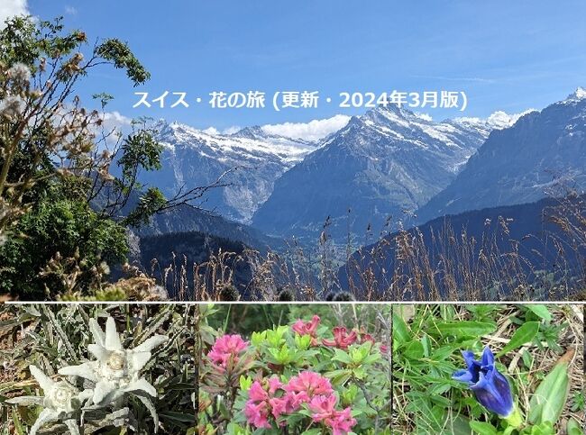 スイス「花の旅」4回目の更新、2023年9月のスイス訪問での写真を追加しました。<br /><br />初夏～初秋、スイス・アルプスが輝きを放つ季節です♪<br /><br />爽やかな高原の風、真っ白な万年雪をまとった山々・・・夢の様な世界♪<br />世界中から、ハイカーやトレッカー、クライマー達がやって来ます。<br /><br />この季節、何度も何度もトレッキングに訪れました。一人でのんびりと・・・またスイス大好きな友人達を連れて、賑やかに♪<br />エンガディン、ベルナーオーバーラント、そしてヴァリスの山々を巡る日々♪<br />何度訪れても変らぬ感動、同行メンバー達の幸せそうな顔。<br />そんなスイス行きは、僕のライフワーク (^^)）<br /><br />山歩き・・・時には、つぶらな瞳をしたマーモットやユーラシアン赤リスの姿♪<br /><br />そして、何よりも僕らの目を、心を和ませてくれる数々の高山植物たち (^^)<br />スイスの国花『エーデルワイス』こそ、乱獲の影響で、野生のものは簡単に見られなくなりましたが、他にも美しく可憐な花々もたくさん咲いています。<br />それらは、アルプスで過ごす時間に幸せで、素敵な思い出を残してくれます。<br /><br />美しく魅力的な、アルプスの山々・・・宝石を連ねた様な湖♪<br />そして、魅力的な、山々に咲く花々 (^^)<br /><br />そして、今回の更新版に、2023年9月にベルナーオーバーラントのシーニゲプラッテでみつけた『エーデルワイス』を追加しました。<br />可憐で素朴、本当に愛おしい姿でした。<br /><br />美しく、可憐な花々に会いに出かけましょう♪