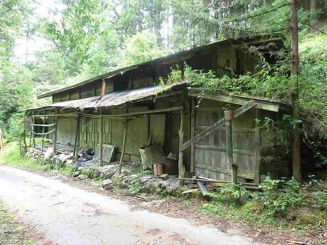 長野県飯田市と静岡県浜松市の境にある青崩峠（あおくずれとうげ。1082ｍ）に行ってきました。長野県と静岡県を結ぶ国道152号線は、地図を見ると青崩峠で切断されていて、「不思議な国道」と言われています。その理由は、ここを中央構造線が走っていて断層破砕帯があるからです。断層破砕帯というのはウィキペディアによると「トンネル工事で大量出水事故の原因となる地質構造。断層は岩盤が割れてずれ動くものであるから、断層面周辺の岩盤は大きな力で破砕され、岩石の破片の間に隙間の多い状態となっている。これが断層破砕帯で、砕かれた岩石破片の隙間に大量の水を含み、また地下水の通り道となっている。掘削中のトンネルがこの場所に当たると大量の水が噴出して工事を著しく妨げる。破砕帯の幅は断層によって異なり、数十mに達する場合もある」ということになります。<br /> <br />前日の8月14日に家を出て、名古屋地区から国道153号線を北上し、国道151号線を横切って国道152号線に出ました。そこまではかなりの山道続きです。152号線近くの飯田市南信濃（かつての下伊那郡南信濃村）の道の駅「遠山郷」で車中泊の予定です。ここは信州でも秘境中の秘境と言われる地域です。南アルプスのふもとにある山間（やまあい）の町で、交通が不便で超過疎地です。隣接する日帰り温泉「かぐらの湯」で汗を流しました。夕方になると、遠くから太鼓の音が聞こえてきました。何事かと散歩がてら行ってみると、夏祭りの最中でした。こんな過疎地でも小学生が大勢太鼓をたたいていました。暗くなり道の駅にもどり、車中泊です。他にも多くの遠方からの車が泊まっていました。<br /> <br />翌朝（8月15日）に青崩峠に向かう林道に行きました。この林道（この部分も、正しくは国道152号線ですが、今では廃道化しており国道の看板もはずされました。地図では152号線のままになっています）は入口で車両通行止めになっています。静岡県側へつなぐトンネル工事が行われていて工事用大型車が頻繁に通過するのと、峠へ向かう林道が荒れてきているからです。わたしは2006年ごろまで毎年この林道を峠まで車で走って、峠から熊伏山（くまぶしやま）へ登ったものです。しかし、林道が廃道化してから車両通行止めになり、それ以後は静岡県側から登ったりして、この長野県側は通行していません。<br /> <br />10年ぶりぐらいでの林道通過です。歩き始めるとフシグロセンノウのオレンジの花が迎えてくれました。林道は荒れていて、昔の面影はありません。ヤマグリの実が落ちていて、秋を感じさせます。鳥の声はあまり聞こえず、エナガとカケスぐらいです。途中分かれ道がいくつかあり、どちらへ行ったらいいのか迷いますが、高い方向へ向かう道を選んで進みます。あまりの荒れようですし、昔はあった青崩峠方面への看板が撤去されてしまっているので、迷っても無理はありません。どうもちがう林道を歩いているようです。もどって分岐点で確認してもいいのですが、まあどこを行っても人はいないし山の上に出ればいいと開き直ってどんどん進みました。クマだけは怖いので、鈴をジャンジャン鳴らしました。<br /> <br />歩き始めて1時間半ぐらいで、見覚えのある場所に着きました。てっきり違う道を来たと思っていたのですが、林道（152号線）の終点の青崩峠の下でした。ここで昔テントを張ってキャンプをしたことを思い出しました。初夏のキャンプではジュウイチの声を聞いたこともあります。今日はアオバトの声を聞くことができました。まだ10時なので登山道を登って峠まで行ってみることにしました。青崩峠遊歩道という登山道が昔造られていて、そこを歩いて登ることにしました。今は歩く人もいないので落ち葉に埋まっていましたが、滑らないように慎重に歩いて青崩峠（1082ｍ）に着きました。ここは長野県と静岡県との県境で、静岡県側から冷たい風が吹き抜けていました。気温は20度です。ガスがかかって展望は利きませんでしたが。そこから熊伏山までは2時間で行けるのですが、はやる気持ちを抑えて今日は取りやめます。痛めた膝が完治してからまた挑戦します。依然としてアオバトの不気味な声が続いています。シカの声も聞こえました。<br /> <br />肌寒い峠で食事をしてから下山しました。下りは滑りやすいので要注意です。それにしても、かつてはあれだけ車で通った林道ですが、どこも財政事情が悪い時代なので再び整備されることもなく、完全な廃道となるのでしょうね。下山最後近くで、下の谷の方で大規模な工事が行われているのが遠望できました。よく見るとトンネル工事をしているようで、このトンネルで静岡県側とつなぐようです。しかし、帰宅後に調べてみると、破砕帯があるため難工事が予想され、完成時期は未定とのことです。過疎地と過疎地を結ぶ大工事を行うような余裕が今の日本にあるのか疑問です。今でも迂回すれば152号線は二つの県が結ばれています。兵越峠（ひょうごえとうげ）を通るルートです。これは前日に通って確認してきました。時間はかかりますが、利用度からしてこれでいいのではないかと思います。<br /> <br />おまけ：　帰宅してズボンを脱ぐと足から血が流れ出しています。痛くもかゆくもありません。ヤマビルにやられたようです。林道に積もった落ち葉が濡れていたので心配はしていましたが、まさかやられるとは。要注意です。<br /> <br /> 