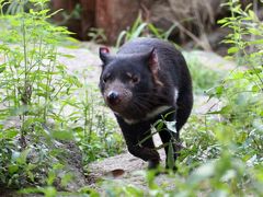 今年も朝から晩までナイトズーの多摩動物公園で10時間半（２）アフリカ・オーストラリア圏：多摩ではまともに見たのは初めてのサーバルキャットの親子や初めましてのタスマニアデビルの姉妹ほか