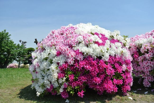 どこかに花は咲いてないかなーと調べて行ってきました。<br />浅香山緑道・旧浅香山浄水場にずらーっとツツジが咲いていました。<br />もう終わりかけで茶色くなってるのもありましたが、わりと満開できれいでした。<br />