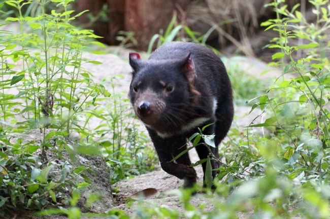 タスマニアデビル、可愛かったです！<br />テレビで見た記憶や、多摩動物公園内で看板や旗のイラストで見た印象に比べると、多摩っ子タスマニア手ビルの姉妹は、ちょっぴり神経質そうな、日本人顔（？）に見えました@<br />タスマニアデビルは夜行性で暑さに強くないようなのて、昼間は熟睡していましたが、夕方になってから元気、元気！<br />展示場内を走り回り、ひとときもじっとしているときがありませんでした。<br />思ったよりも小柄な体で、赤くふちどられた耳と、胸とおしりの白いラインをチラつかせながら、まるで運動選手が、準備運動のランニングの周回を重ねるかのようにぐるぐる走る回る姿は、超キュートでした！<br />撮影には手強かったのですが、チャレンジせずにはいられず、ピントは甘いですが、なんとか可愛いワンちゃん顔の写真をゲットできました。<br />姉妹の区別はおしりの白いラインの違いが分かりやすいようですが、姉妹とも目を覚ました後はずっと葉知りっぱなしだったので、全然見分けはつきませんでした。<br /><br />アフリカ圏では、多摩動物公園で初めて、まともにサーバルキャットが見られました！<br />展示場を覗いても、いつもどこにいるか分からなかったのです。<br />去年2015年９月に多摩動物公園で12年ぶりに生まれた双子が、まだお母さんと一緒に３匹で同居していたおかげです。<br /><br />今回、コアラたち、特に我が地元の埼玉こども動物自然公園で生まれたタイチくんの顔が見られなかったのは残念でしたが、コアラは起きているタイミングに居合わせるのが難しいです。<br />13時半からのユーカリ交換時間には目を覚ましている可能性がありますが、その時間まで待ってしまうと14時に展示交代＆リンゴタイムがあるレッサーパンダ展示場に、展示交代より少し前に到着できるかわからないので、いつも悩むのです。<br />でも、コアラ館のコアラ以外の小動物で、明かりの下でエサを食べているフクロモモンガがばっちり見られました。めったにないことなので、予想外の嬉しさでした。<br /><br />※　※　※　※　※<br /><br />多摩動物公園のように広くて、見に行きたい動物があちこちにいる動物園では、夏のナイトズー開催による開園時間の延長となれば、見て回れる動物たちが増えるので大変嬉しいです。<br />とはいえ、夕方や夜の方が活発になって見ごたえある動物をゆっくり見られる反面、やはり見に行くなら昼間の方がいい動物もいます。特に写真を撮りたいと思ったら。<br /><br />というわけで、閉園時間が20時まで延長になるからといっても、近くの花の公園の昭和記念公園とハシゴせずにそちらは日を改めることとし、多摩動物公園にはほぼ開園時間からやって来ました。<br />つまり、去年に引き続き今年2016年も、開園から閉園まで10時間半、多摩動物公園三昧です！<br /><br />閑散とした昼間の動物園ではゆったり見学することができました。<br />見たいと思っていた動物＆見たいと思っていた動物の行動を掲げたミッションはほぼクリアできた上、思いがけない見どころや、期待以上の出会いがありました。<br /><br />夜には来園者がぐっと増えましたが、ナイトズー時間帯の特別イベントはアジアゾウのおやつタイムくらいしか時間を合わせられなかったので、広い園内、来園者は適度にばらけていたという印象です。<br />暗くなるにつれて撮影は困難になるので、そうなったらすっぱりあきらめ、夜の動物たちの様子を目に焼き付けるようにしました。<br />夜間はぐっと涼しくなったので、気持ちのよい夜の散歩にもなりました。<br /><br />そんな１日の旅行記をだいたい動物がいたエリアごとで４本に分けました。<br /><br />＜去年に続き今年2016年もナイトズー開園延長の多摩動物公園で10時間半過ごした１日の旅行記のシリーズ構成＞<br />□（１）アジア圏その１：ママと一緒に泳ぎに励むマレーバクのコウくんや多摩では初めてのツキノワグマほか<br />■（２）アフリカ・オーストラリア圏：多摩ではまともに見たのは初めてのサーバルキャットの親子や初めましてのタスマニアデビルの姉妹ほか<br />□（３）アジア圏その２：お帰りスカイウォークのオランウータンの母子やレッサーパンダの花花さん＆ヤンヤンと10時間半営業のフランケン＆ルンルンほか<br />□（４）アジア圏その３：パパと頭突きコミュニケーションのターキンのメイちゃんからモウコノウマの子馬たちや美しい音色の遠吠えオオカミほか<br /><br />多摩動物公園の公式サイト<br />http://www.tokyo-zoo.net/zoo/tama/<br /><br />＜タイムメモ＞<br />07:30頃　家を出る<br />08:44　拝島駅到着<br />08:46　拝島駅発のJR青梅線乗換え（路線検索より１本前）<br />09:00　立川駅到着<br />09:08　立川北駅発の多摩モノレールに乗車<br />（南駅の方が多摩動物公園に近くて09:09発）<br />09:24　多摩動物公園駅に到着<br />09:35頃　ほぼ開園直後に入園<br />09:45-09:50　ヤクシカ（＆赤ちゃん）<br />09:50-10:40　マレーバクの親子（コウくん）<br />10:40-10:50　コツメカワウソ・ニホンアナグマ<br />10:50-10:55　モグラのいえ<br />11:05-11:15　ツキノワグマのソウくん<br />11:25-11:40　アフリカ圏大運動場（＆キリンの赤ちゃん）<br />11:45-12:10　チーター・サーバルキャット・ライオン<br />（サーバルキャットの双子のアポロとルナ）<br />12:15-12:30　アフリカゾウ<br />12:40-12:45　キリンの赤ちゃん<br />13:00　カンガルー展示場に到着<br />13:05-13:10　コアラ館<br />13:15-13:20　パルマワラビー・シマオイワワラビー<br />（タスマニアデビルは熟睡）<br />13:25-13:30　シロテテナガザルの赤ちゃんのハリくん<br />13:30-13:40　ウォーキング戻りのオランウータンのキキ・リキ母子<br />13:40-14:45　レッサーパンダ<br />（14:00〜リンゴタイム＆花花さんとヤンヤン交代）<br />14:45-14:55　ゴールデンターキン・シャモア<br />（ターキンのレイカちゃんとメイちゃん）<br />14:55-15:15　動物慰霊碑前の休憩所で休憩<br />15:20-15:50　タイリクオオカミ・モウコノウマ<br />（子馬のジャスミン・カルミア・ルーカス）<br />15:50-16:10　シャモア・ゴールデンターキン再び<br />16:10-16:20　レッサーパンダ再び<br />（16:20にヤンヤンの屋外展示終了）<br />16:20-16:25　ユキヒョウのミミちゃん<br />16:30-16:40　オランウータンのアピくん<br />16:40-16:50　アムールトラ<br />16:50-17:00　タスマニアデビル<br />17:00-17:10　アジアゾウのおやつタイム<br />17:15-17:55　コアラ売店休憩所で軽食休憩<br />17:55-18:10　コアラ館再び<br />18:15-18:35　タスマニアデビル再び<br />18:40-18:45　アムールトラ再び<br />18:55-19:00　ユキヒョウのヴァルデマール（写真は撮れず）<br />19:00-19:10　レッサーパンダ再び<br />19:10-19:20　ゴールデンターキン再び<br />19:20-19:35　レッサーパンダ再び<br />19:45-19:50　小動物やヤギ<br />19:50-20:00頃　正門前売店で買い物<br />20:00すぎ　動物公園を出る<br /><br />＜去年2015年のナイトズー多摩動物公園の旅行記＞<br />2015年８月15日<br />「夏の多摩動物公園はナイトズー開園延長で10時間半満喫@（１）いつのまにか姿を消した「カエル学入門」やナイトズーの光の彫刻などナイトズーの様子をちょっとだけ」<br />http://4travel.jp/travelogue/11043319<br />「夏の多摩動物公園はナイトズー開園延長で10時間半満喫@（２）ライオンバスに乗って、ライオンの赤ちゃんたちを間近に見た！〜アフリカとアジア圏の肉食猛獣たち」<br />http://4travel.jp/travelogue/11043320<br />「夏の多摩動物公園はナイトズー開園延長で10時間半満喫@（３）埼玉からお婿入りしたキリンのジルくんが分からない（苦笑）＆夜にくつろぐキリンたち＆キーパーズトークが聞けたアジアゾウ〜アフリカとアジア圏の大型系草食動物たち」<br />http://4travel.jp/travelogue/11043323<br />「夏の多摩動物公園はナイトズー開園延長で10時間半満喫@（４）グレビーシマウマの赤ちゃん、こんにちは！＆埼玉出身のコアラのタイチくん＆ルンルン大活躍の可愛い大人レッサーパンダたち〜オーストラリアとアジア圏の可愛い系の草食動物たち」<br />http://4travel.jp/travelogue/11043326<br />「夏の多摩動物公園はナイトズー開園延長で10時間半満喫@（５）Red Panda Children特集：暑さを吹き飛ばす子パンダの愛らしさ！〜ヤンヤン・フーフー兄弟とライライ、出たり入ったりしながら大はしゃぎ@」<br />http://4travel.jp/travelogue/11043329<br /><br />※これまでの動物旅行記の目次を作成済。随時更新中。<br />「動物／動物園と水族館の旅行記〜レッサーパンダ大好き〜　目次」<br />http://4travel.jp/travelogue/10744070<br />