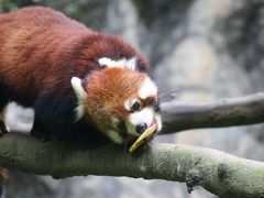 今年も朝から晩までナイトズーの多摩動物公園で10時間半（３）アジア圏その２：お帰りスカイウォークのオランウータンの母子やレッサーパンダの花花さん＆ヤンヤンと10時間半営業のフランケン＆ルンルンほか