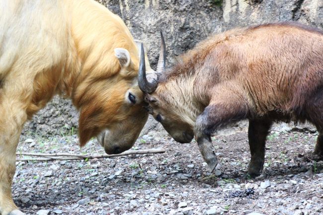 残念です、オオカミのあの美しい遠吠えのハーモニーを、写真には残せないことが。<br />動画だったら残せたわけですが、私はまだ動画にはチャレンジしたことがないです。<br />動画なら動きや音も記録できるすばらしさがありますが、いまはまだまだ瞬間をとらえる写真の魅力の方に夢中です。<br /><br />それにしても、オオカミの遠吠えがあんなに美しいなんて、びっくりです。<br />これまで多摩動物公園でオオカミの遠吠えを聞いたことがないわけではないです。今回みたいに目の前で聞いたこともありました。<br />それでも、あんなに美しいと気付いたのは今回が初めてで、目からウロコ、いや、耳からウロコ（？）でした。<br />音程差があり、きれいに和音が成立していました。独特のリズムもありました。<br />まるでそういう民族音楽を聴いているようで、ぞくぞくしました。<br />写真に音は残せませんでしたが、オオカミの口の開け方から、音程が違う声を出しているのはよく分かります。<br /><br />そして、ゴールデンターキンの子供のメイちゃん、可愛かったです！<br />今年2016年２月７日生まれのメイちゃんは、前回の多摩動物公園でのミッションNo.２でした！<br /><br />関連の旅行記（2016年４月16日）<br />「新緑のチューリップとレッサーパンダ・リレーで昭和記念公園と多摩動物公園（４）動物園でのミッションNo.１のレッサーパンダ〜同居のペア３組と可愛くのんびり屋さんになったヤンヤン＆ミッションNo.２のゴールデンターキンの赤ちゃん特集」<br />http://4travel.jp/travelogue/11123233<br /><br />メイちゃんは、もう赤ちゃん情報としてはクローズアップされてはいませんでしたが、まだまだ小さな子供でした。可愛かったです！<br />前回ほど一頭でハイテンションで暴れ回ったりはしませんでしたが、今回は同居中のお父さんのテンくんとのコミュニケーションが見ごたえありました！<br />メイちゃんは気が強い女の子かもしれません。大きなパパ相手でも負けん気を発揮していました。<br />そして、テンくんは、怒るときは怖いけど、手加減してメイちゃんの遊び相手ができるパパのようです。<br />ゴールデンターキンは群れで暮らす動物のようですので、家族同居展示は可能なのでしょうが、オスの子供ならともかく、メスの子供がパパに果敢に挑み、鍛えられている姿なんて、珍しいのではないかと思いました。<br />ほんとにいいものが見られました。<br /><br />今回はモウコノウマ（蒙古野馬）の子馬たちも楽しみにしていました。<br />子馬は３頭もいて、子馬に限らず、大人の馬も見分けがついたわけではないのですが、ママっ子、一頭でおとなしい子、大人にまざってよく走る子と性格の違いは分かりました。<br />大人の馬の進路を遮りでもしたのか、子馬が怒られて転んだときには、ケガでもしやしない、見ていてヒヤッとしましたが、そのあと元気にしていたので、ほっとしました。<br />夕飯が出たときも、始めから自分の位置を確保した子馬もいれば、一度は大人に追い払われながらも、なんとか場所を確保した子馬もいました。<br />やはり子供がいる方が動物もミニドラマがよく見られます@<br /><br />※　※　※　※　※<br /><br />多摩動物公園のように広くて、見に行きたい動物があちこちにいる動物園では、夏のナイトズー開催による開園時間の延長となれば、見て回れる動物たちが増えるので大変嬉しいです。<br />とはいえ、夕方や夜の方が活発になって見ごたえある動物をゆっくり見られる反面、やはり見に行くなら昼間の方がいい動物もいます。特に写真を撮りたいと思ったら。<br /><br />というわけで、閉園時間が20時まで延長になるからといっても、近くの花の公園の昭和記念公園とハシゴせずにそちらは日を改めることとし、多摩動物公園にはほぼ開園時間からやって来ました。<br />つまり、去年に引き続き今年2016年も、開園から閉園まで10時間半、多摩動物公園三昧です！<br /><br />閑散とした昼間の動物園ではゆったり見学することができました。<br />見たいと思っていた動物＆見たいと思っていた動物の行動を掲げたミッションはほぼクリアできた上、思いがけない見どころや、期待以上の出会いがありました。<br /><br />夜には来園者がぐっと増えましたが、ナイトズー時間帯の特別イベントはアジアゾウのおやつタイムくらいしか時間を合わせられなかったので、広い園内、来園者は適度にばらけていたという印象です。<br />暗くなるにつれて撮影は困難になるので、そうなったらすっぱりあきらめ、夜の動物たちの様子を目に焼き付けるようにしました。<br />夜間はぐっと涼しくなったので、気持ちのよい夜の散歩にもなりました。<br /><br />そんな１日の旅行記をだいたい動物がいたエリアごとで４本に分けました。<br /><br />＜去年に続き今年2016年もナイトズー開園延長の多摩動物公園で10時間半過ごした１日の旅行記のシリーズ構成＞<br />□（１）アジア圏その１：ママと一緒に泳ぎに励むマレーバクのコウくんや多摩では初めてのツキノワグマほか<br />□（２）アフリカ・オーストラリア圏：多摩ではまともに見たのは初めてのサーバルキャットの親子や初めましてのタスマニアデビルの姉妹ほか<br />□（３）アジア圏その２：お帰りスカイウォークのオランウータンの母子やレッサーパンダの花花さん＆ヤンヤンと10時間半営業のフランケン＆ルンルンほか<br />■（４）アジア圏その３：パパと頭突きコミュニケーションのターキンのメイちゃんからモウコノウマの子馬たちや美しい音色の遠吠えオオカミほか<br /><br />多摩動物公園の公式サイト<br />http://www.tokyo-zoo.net/zoo/tama/<br /><br />＜タイムメモ＞<br />07:30頃　家を出る<br />08:44　拝島駅到着<br />08:46　拝島駅発のJR青梅線乗換え（路線検索より１本前）<br />09:00　立川駅到着<br />09:08　立川北駅発の多摩モノレールに乗車<br />（南駅の方が多摩動物公園に近くて09:09発）<br />09:24　多摩動物公園駅に到着<br />09:35頃　ほぼ開園直後に入園<br />09:45-09:50　ヤクシカ（＆赤ちゃん）<br />09:50-10:40　マレーバクの親子（コウくん）<br />10:40-10:50　コツメカワウソ・ニホンアナグマ<br />10:50-10:55　モグラのいえ<br />11:05-11:15　ツキノワグマのソウくん<br />11:25-11:40　アフリカ圏大運動場（＆キリンの赤ちゃん）<br />11:45-12:10　チーター・サーバルキャット・ライオン<br />（サーバルキャットの双子のアポロとルナ）<br />12:15-12:30　アフリカゾウ<br />12:40-12:45　キリンの赤ちゃん<br />13:00　カンガルー展示場に到着<br />13:05-13:10　コアラ館<br />13:15-13:20　パルマワラビー・シマオイワワラビー<br />（タスマニアデビルは熟睡）<br />13:25-13:30　シロテテナガザルの赤ちゃんのハリくん<br />13:30-13:40　ウォーキング戻りのオランウータンのキキ・リキ母子<br />13:40-14:45　レッサーパンダ<br />（14:00〜リンゴタイム＆花花さんとヤンヤン交代）<br />14:45-14:55　ゴールデンターキン・シャモア<br />（ターキンのレイカちゃんとメイちゃん）<br />14:55-15:15　動物慰霊碑前の休憩所で休憩<br />15:20-15:50　タイリクオオカミ・モウコノウマ<br />（子馬のジャスミン・カルミア・ルーカス）<br />15:50-16:10　シャモア・ゴールデンターキン再び<br />16:10-16:20　レッサーパンダ再び<br />（16:20にヤンヤンの屋外展示終了）<br />16:20-16:25　ユキヒョウのミミちゃん<br />16:30-16:40　オランウータンのアピくん<br />16:40-16:50　アムールトラ<br />16:50-17:00　タスマニアデビル<br />17:00-17:10　アジアゾウのおやつタイム<br />17:15-17:55　コアラ売店休憩所で軽食休憩<br />17:55-18:10　コアラ館再び<br />18:15-18:35　タスマニアデビル再び<br />18:40-18:45　アムールトラ再び<br />18:55-19:00　ユキヒョウのヴァルデマール（写真は撮れず）<br />19:00-19:10　レッサーパンダ再び<br />19:10-19:20　ゴールデンターキン再び<br />19:20-19:35　レッサーパンダ再び<br />19:45-19:50　小動物やヤギ<br />19:50-20:00頃　正門前売店で買い物<br />20:00すぎ　動物公園を出る<br /><br />＜去年2015年のナイトズー多摩動物公園の旅行記＞<br />2015年８月15日<br />「夏の多摩動物公園はナイトズー開園延長で10時間半満喫@（１）いつのまにか姿を消した「カエル学入門」やナイトズーの光の彫刻などナイトズーの様子をちょっとだけ」<br />http://4travel.jp/travelogue/11043319<br />「夏の多摩動物公園はナイトズー開園延長で10時間半満喫@（２）ライオンバスに乗って、ライオンの赤ちゃんたちを間近に見た！〜アフリカとアジア圏の肉食猛獣たち」<br />http://4travel.jp/travelogue/11043320<br />「夏の多摩動物公園はナイトズー開園延長で10時間半満喫@（３）埼玉からお婿入りしたキリンのジルくんが分からない（苦笑）＆夜にくつろぐキリンたち＆キーパーズトークが聞けたアジアゾウ〜アフリカとアジア圏の大型系草食動物たち」<br />http://4travel.jp/travelogue/11043323<br />「夏の多摩動物公園はナイトズー開園延長で10時間半満喫@（４）グレビーシマウマの赤ちゃん、こんにちは！＆埼玉出身のコアラのタイチくん＆ルンルン大活躍の可愛い大人レッサーパンダたち〜オーストラリアとアジア圏の可愛い系の草食動物たち」<br />http://4travel.jp/travelogue/11043326<br />「夏の多摩動物公園はナイトズー開園延長で10時間半満喫@（５）Red Panda Children特集：暑さを吹き飛ばす子パンダの愛らしさ！〜ヤンヤン・フーフー兄弟とライライ、出たり入ったりしながら大はしゃぎ@」<br />http://4travel.jp/travelogue/11043329<br /><br />※これまでの動物旅行記の目次を作成済。随時更新中。<br />「動物／動物園と水族館の旅行記〜レッサーパンダ大好き〜　目次」<br />http://4travel.jp/travelogue/10744070<br />