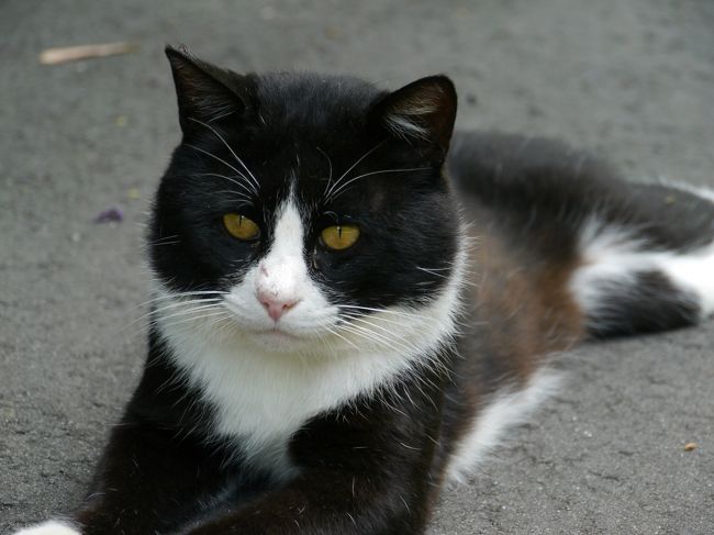 空前の猫ブームが世間をにぎわしているなか、<br />宮城県には猫の島と称される場所があるとか...<br /><br />今回はそんな猫の島と呼ばれる、<br />&quot;田代島&quot;にいって島の猫たちに癒されてきました(^^)<br /><br />ＳとＡの２人旅です。<br /><br /><br />＜旅行工程＞ <br />＊船はお盆ダイヤなので、要注意！　帰りの便の時間が普段と違います。<br />  要チェック ⇒ http://ajishimaline.com/index.html<br /><br />-行き-<br />７：２４　仙台駅発　ＪＲ仙石東北ライン快速 石巻行　８4０円<br />８：１９　石巻駅着<br />　徒歩<br />８：３０　石巻駅発　宮交バス　２５０円<br />８：４５　網地島ライン前着（船乗り場）<br />　徒歩<br />８：５０　網地島ライン チケット売り場　１４６０円×２（往復）<br />９：００　出港<br />９：４５頃　田代島 仁斗田港着<br /><br />-帰り-<br />１２：５２　田代島 仁斗田港発<br />１３：４５　網地島ライン着<br />　徒歩<br />１４：２０　石巻駅着<br />１４：５８　石巻駅発　ＪＲ仙石東北ライン快速・仙台行<br />１６：０２　仙台駅着<br /><br />＜食事＞<br />田代島では食事できるところがないので、予め用意するのがおすすめです。<br />私達はコンビニでおにぎりを買っていきました。<br /><br />