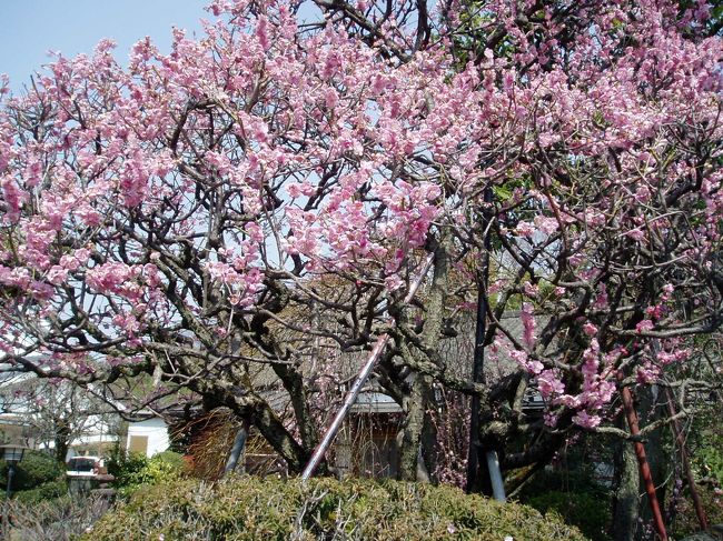 現在有名な梅の公園は害虫被害にあって閉鎖中のことであるが、青梅市はその地名の通り梅の里である。特に梅の公園に行かなくとも町のいたるところに梅が咲き乱れ美しい光景を目にすることがある。紅梅、白梅どちらも美しい。梅の公園のように膨大な数の梅の木が密集している豪華さはないが、小さなお寺の境内にひっそりと咲いている可憐な梅の姿の妙も美しい。民家に植えられている姿も、道路沿いに景観のために植えられている姿もともに青梅ならではである。青梅市はいまだに梅の里であるという光景は至るところで見つけることができる。
