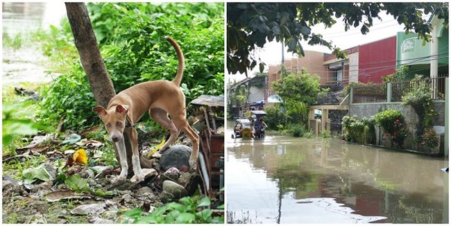 フィリピンの首都のあるルソン島北部では８月14日から17日までの４日間強烈なモンスーンの襲来で、激しい雨に見舞われた。この間ほとんど外に出ることが出来ず、幸いにして14日小降りの時を見はからって買い物に出かけ、必要な食料品は調達できた。<br /><br />15日から17日までの３日間パンガン州知事から緊急宣言によって、すべての教育機関は休校になるとの通達が出された。<br /><br />従って、小生もこの３日間充分確認しながらも自宅で待機し、休養もかねて静かに過ごした。今まで想像も出来なかったような外にも出られず閉じこもって籠城( 籠城と言う言葉は少々大げさかもしれないが ）することが、フィリピンに来て初めて体験するとは正に驚きであった。