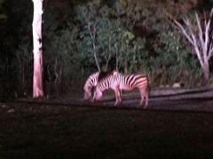 天王寺動物園のナイトＺＯＯ