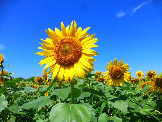 秩父札所巡礼をした友人たちと今度は坂東札所巡礼をすることにしました。<br />総開帳の間に回ろうと思った秩父でしたが<br />今度はリミットはなし。<br />ゆっくり回ろうと思います。<br /><br />札所６番長谷寺と札所８番星谷寺2015年4月に一度お参りしていますが<br />前回行けなかった友人とお参りすることにしました。<br />お参りの前は一度行ってみたかった座間のひまわりをみにいくことにします。<br /><br />台風後で花が倒れているのを心配しましたが、<br />一部被害があったものの、きれいに咲いているものも多く<br />前日まではひまわりまつりでたくさんの人が来ていたと思いますが<br />この日は祭りも終了してしずかだったのでゆったりと楽しむことができました。