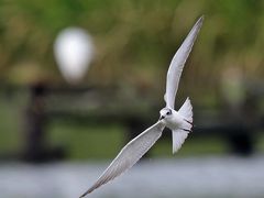 野鳥撮影記録（2016年８月③）