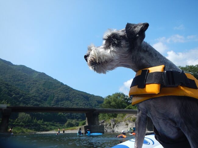 ワンコと一緒！高知旅2日目～四万十川で川遊び