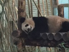 オープンしたての上海ディズニーランドへ☆上海野生動物園へ
