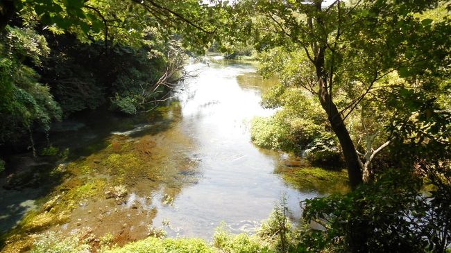 静岡県三島市は、富士山のふもとに位置し、その溶岩流の上に扇状地を形成してるので、湧水が町のいたるところに湧き出している。それも北総の谷津とか多摩のハケとかのような崖から染み出すという類ではなく、自噴している所ばかり。<br /> その代表が隣町の柿田川湧水だが、三島駅周辺にもそのミニチュア版が多数ある。<br /> 今回、その三島駅周辺と、柿田川湧水を見に行ってきた。三島市内、意外なところにある湧水、水郷を思わせる清流、それを今回紹介します。
