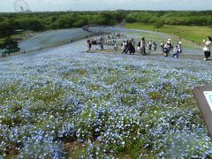 ひたち海浜公園でネモフィラ見た。翌日は御朱印をもらいに大杉神社へ