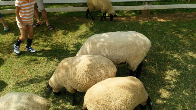 岐阜県のひるがの高原。<br />かなり久しぶりに動物と触れ合いました。