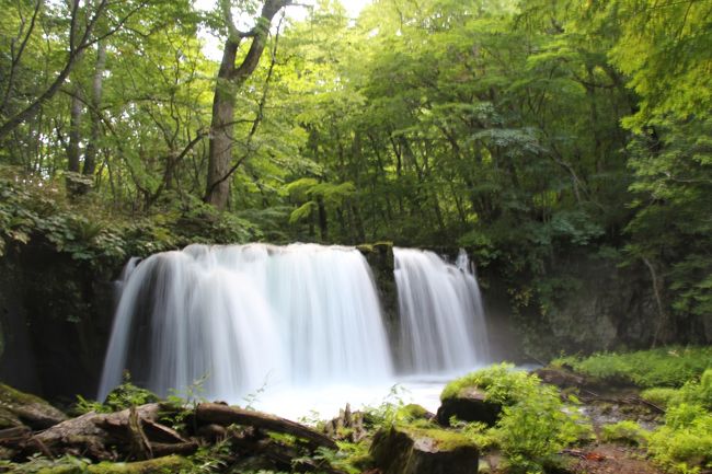 田舎館村の田んぼアートから、八甲田へ。<br />お天気がちょっと残念な感じ（曇り空）でしたが、八甲田ゴードラインの６０分コースをトレッキングすることはできました。とてもきれいなところだったので、晴れていればもっと素敵だったのでしょう…（残念）<br />八甲田から奥入瀬までの「十和田・八甲田ゴールドライン」というドライブコースは緑のトンネルを通り、マイナスイオンを浴びまくり（？）の癒し系道路でした。<br />奥入瀬渓谷を端から端まで歩きたかったのですが、時間がなかったので要所要所で止まって見るだけでした。いつかは全行程（約14km）を歩いてみたいです。<br />せっかくここまで来たので、最後に十和田湖を見て古牧温泉の旅館に向いました。<br /><br /><br />===2016年8月東北旅行の概要===<br /><br />8/5 自宅→秋田<br />秋田竿燈祭り（移動距離約600キロ／秋田泊）<br /><br />8/6 秋田→弘前<br />五能線沿いドライブ・十二湖、不老不死温泉、千畳敷、青森ねぶた祭り（移動距離約300キロ／弘前泊）<br /><br />8/7 弘前滞在<br />弘前ねぷた祭り、五所川原立佞武多の館、斜陽館、十三湖、五所川原立佞武多祭り（移動距離約150キロ／弘前泊）<br /><br />8/8 弘前→古牧温泉<br />田舎館村田んぼアート、八甲田トレッキング、奥入瀬渓流トレッキング、十和田湖の乙女像、（移動距離約150キロ／古牧温泉泊）<br /><br />8/9 古牧温泉→乳頭温泉<br />八戸、久慈経由北山崎展望台、龍泉洞、宮古の浄土ヶ浜、（移動距離約400キロ／乳頭温泉泊）<br /><br />8/10 乳頭温泉→山の神温泉<br />角館、田沢湖のタツコ像、八幡平トレッキング、小岩井農場（移動距離約300キロ／山の神温泉泊）<br /><br /><br />8/11 山の神温泉→銀山温泉<br />大船渡・碁石海岸、陸前高田・奇跡の一本松、平泉中尊寺、毛越寺（移動距離約350キロ／銀山温泉泊）<br /><br />8/12 銀山温泉→自宅<br />銀山温泉散策、山寺立石寺、松島遊覧船、瑞厳寺→深夜に帰宅（移動距離約550キロ）<br />