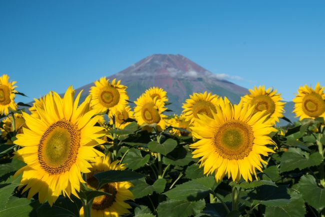 　2か月ぶりに3泊4日で友人所有の山中湖ロッジへ。<br />　連日、自宅がある宇都宮ではうだるような暑い日が続いていたが、標高1000mの山中湖ロッジがある森の中は、関東平野よりずっと涼しく避暑には最適。朝晩は肌寒いほどだ。<br />　いつもの如く、晴れていれば富士山撮影三昧の日々。そして、今回はロッジオーナーの友人Ｏ氏が、Welcomeカードなる別荘オーナー特典カードをゲットしてくれていた。これがあると、滞在中ときどき出かけている日帰り温泉「紅富士の湯」、「石割の湯」が、通常\800のところ　\300で入れるのである。今回はロッジの風呂は使わず、もっぱら温泉に通っていた。<br />　幸い、滞在中は富士山が顔を出していたので、花の都公園のひまわりと富士山、夜中には天の川と富士山の撮影という、温泉と富士山撮影の日々だった。