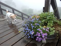 避暑地で過ごす夏～小梅の夏休み旅日記～