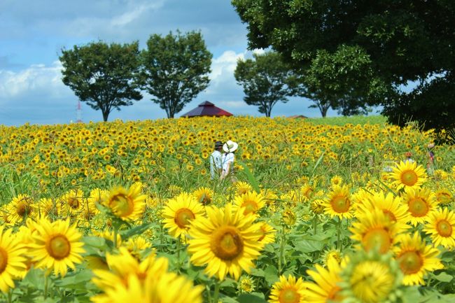 日進町の愛知牧場は、17haの牧場では週末に乳搾りを体験できるほか、春に菜の花、夏はひまわり、秋にはコスモスなどの花畑迷路が登場する。<br />引き馬やポニーにも乗れる（2歳以上）専用の乗り場やパドックが設けられており、羊やヤギにエサをあげることができるどうぶつ広場では、うさぎも放し飼いになっている。<br />バーベキューガーデンやジェラートショップなどもあり、牧場ならではの乳製品やスイーツを扱っている。<br /> 駐車場は土日祝日で500円、平日は無料・・ＹＡＨＯＯロコより<br /><br />愛知牧場公式ＨＰ<br /><br />http://www.aiboku.com/<br /><br /><br /> <br /><br />