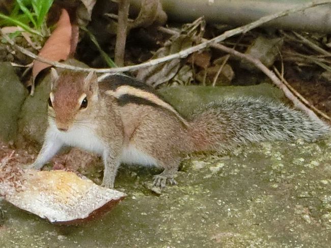 母娘旅・スリランカ ３～アーユピヤサは、生き物の楽園（マータレー）