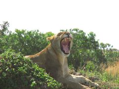 ケニアで動物三昧の夏休み11日間！7日目～マサイマラ