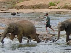 母娘旅・スリランカ ２～象の孤児院で、象、象、象（ピンナワラ）