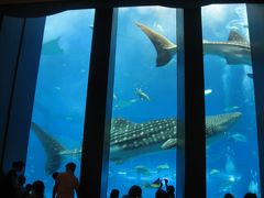 ’１６　沖縄旅行３　美ら海水族館①　カフェ「オーシャンブルー」からジンベエザメを見る