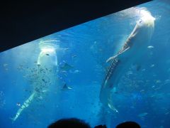 ’１６　沖縄旅行５　美ら海水族館③　ジンベエザメの給餌を見る～那覇へ移動（ぜんざいの富士家）