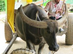 初めての石垣島 2日目