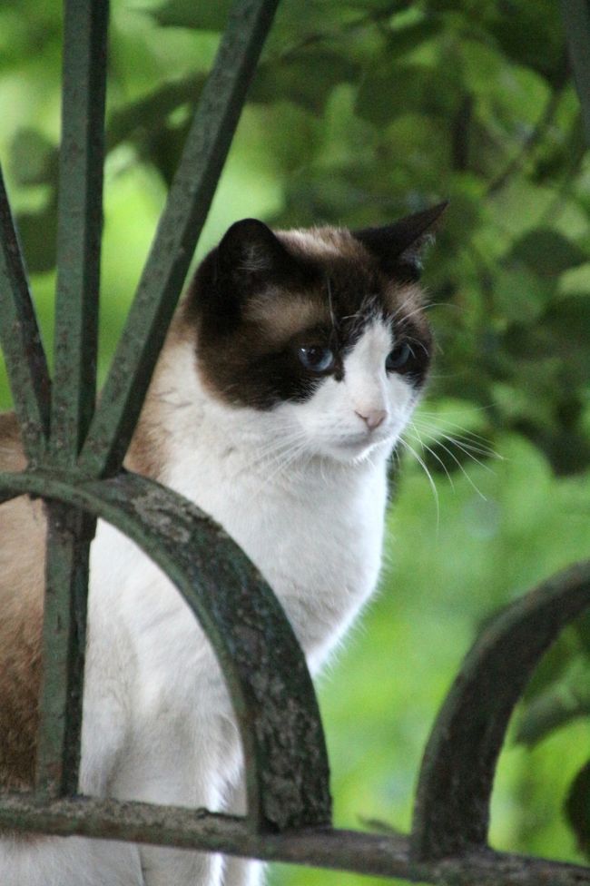 2016年ロシア黄金の環めぐりの旅・ハイライトその14【動物園以外の動物たち】修道院にはネコがつきもの！～ほとんどネコ＆ちょぴり他の動物たち