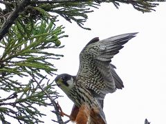 野鳥撮影記録（2016年８月④）信州