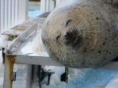 念願の流氷とごまちゃんとの出会い1日目（羽田～紋別2泊3日）