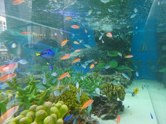 銀座のソニービルで、ソニーと沖縄の美ら海水族館とのコラボイベントが開かれていました。